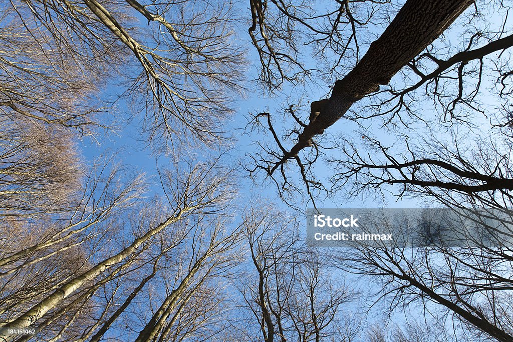 Bäume - Lizenzfrei Aufnahme von unten Stock-Foto