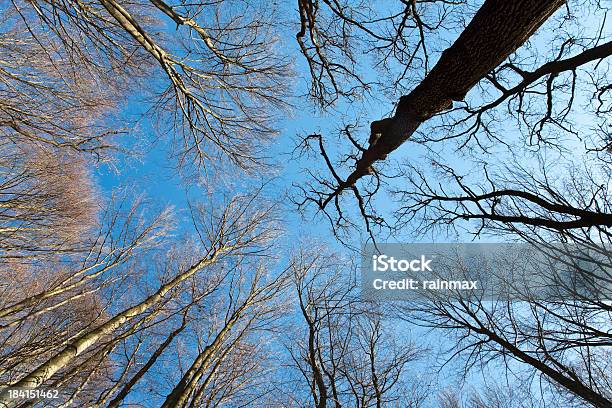 Bäume Stockfoto und mehr Bilder von Aufnahme von unten - Aufnahme von unten, Baum, Bildhintergrund