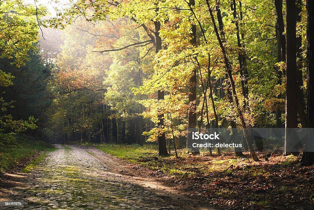 Herbst Wald - Lizenzfrei Herbst Stock-Foto