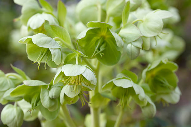 Green Hellebore, Bear's-foot (Helleborus viridis) "Short, tufted perennial, generally with two basal leaves. Leaves palmately-lobed, dull green, the lobes further lobed and toothed, hairless beneath, not overwintering. Flowers half-nodding, yellowish-green, 40-50mm, with spreading sepals.Habitat: Damp calcareous woodland and scrub, growing in deep leaf-mould, to 1600m.Flowering Season: February-April.Distribution: E France and Germany. Sometimes grown in gardens.All parts of the plant are extremely poisonous, with the glycosides Helleborin and Helleborein.Related images:" european white hellebore stock pictures, royalty-free photos & images