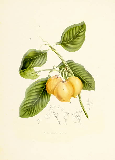 мангостин/античный plant иллюстрации - berthe hoola van nooten stock illustrations
