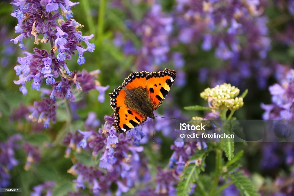 Schmetterling auf Blume catnip - Lizenzfrei Katzenminze Stock-Foto