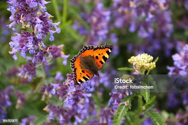 Schmetterling Auf Blume Catnip Stockfoto und mehr Bilder von Katzenminze - Katzenminze, Schmetterling, Blume