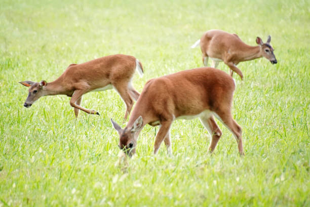 グレートスモーキー山脈国立公園のオジロジカ。野生動物の観察。 - tennessee east mountain smoke ストックフォトと画像