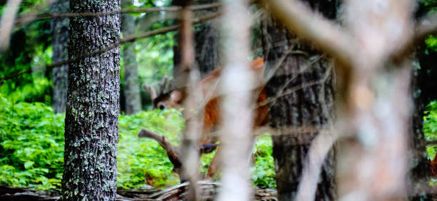 グレートスモーキー山脈国立公園のオジロジカ。野生動物の観察。 - tennessee east mountain smoke ストックフォトと画像