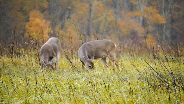 グレートスモーキー山脈国立公園のオジロジカ。野生動物の観察。 - tennessee east mountain smoke ストックフォトと画像