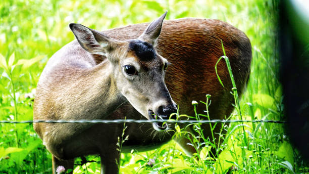 グレートスモーキー山脈国立公園のオジロジカ。野生動物の観察。 - tennessee east mountain smoke ストックフォトと画像