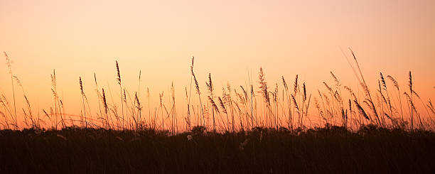 Free Stock Photo of Silhouettes of tall grass against sunset sky ...