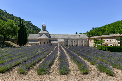 Vibrant colorful purple Lavender Field in front of the historic Sénanque Abbey - Abbeye Notre-Dame de Senanque - Notre-Dame de Sénanque - built in the year 1178 - under blue summer sky.  Monks who live at Senanque grow lavender and tend honey bees for their livelihood. Senanque Abbey, close to Gordes, Vaucluse, Provence, France, Europe