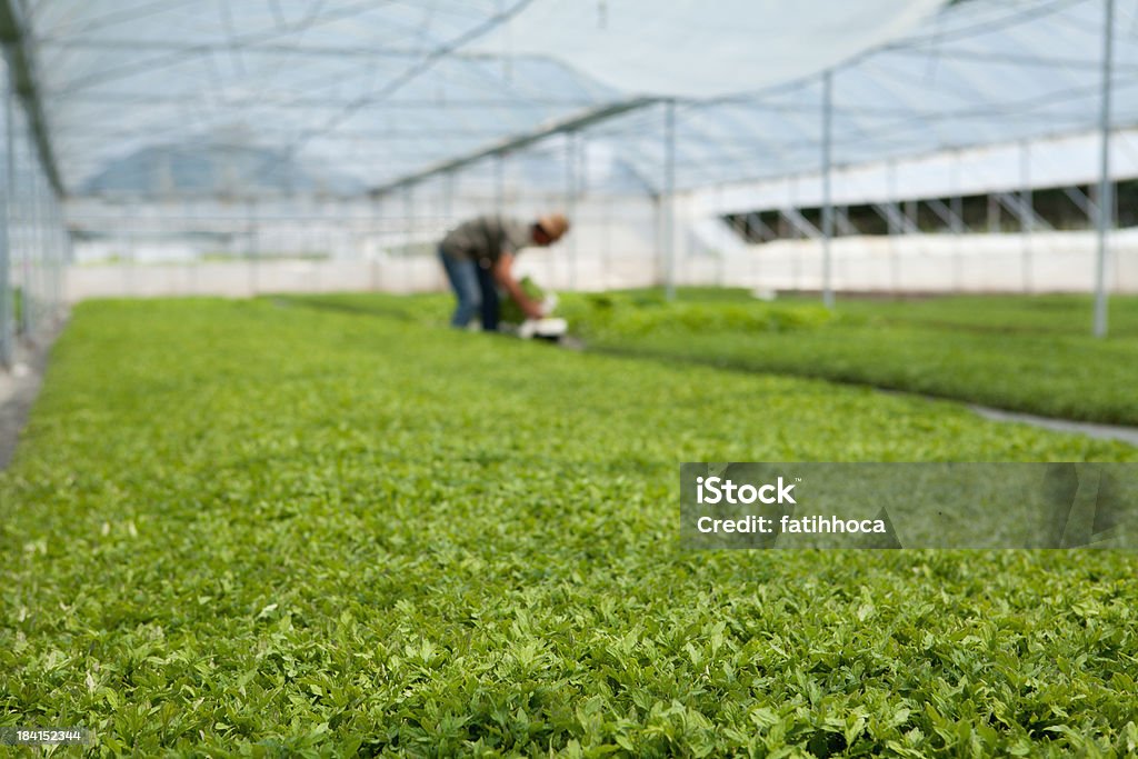 Seedlings In The Greenhouse Seedlings growing in the greenhouse. Agricultural Building Stock Photo