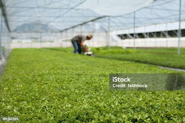 Seedlings In The Greenhouse Stock Photo - Download Image Now - Agricultural Building, Agriculture, Botany