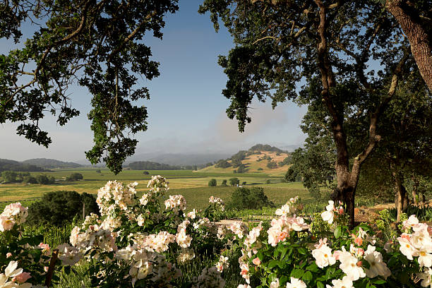 istock Wine country landscape 184152685
