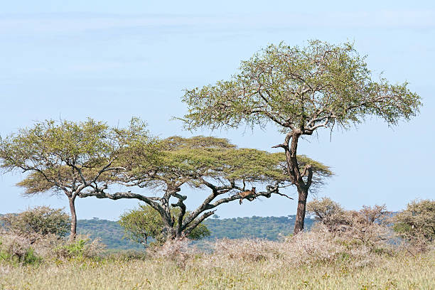 istock Leopard lies on acacia tree branch in savanna 184152692
