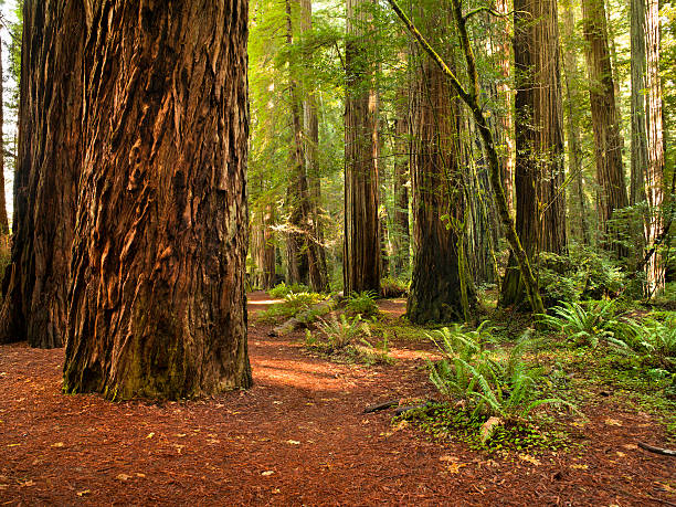 istock Redwood trail through trees in the forest 184152716