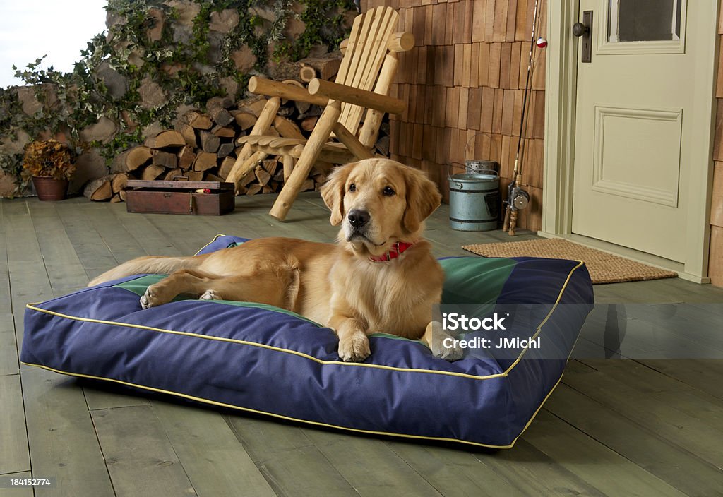 Golden Retriever deitado na cama com Cão azul varanda. - Royalty-free Cama de Animal Doméstico Foto de stock