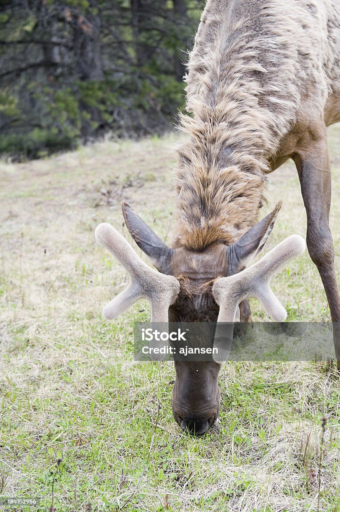 elk stehen in der Sonne, banff national park - Lizenzfrei Abgeschiedenheit Stock-Foto