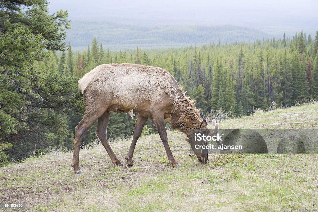 elk in piedi in sole, Parco Nazionale di banff - Foto stock royalty-free di Albero