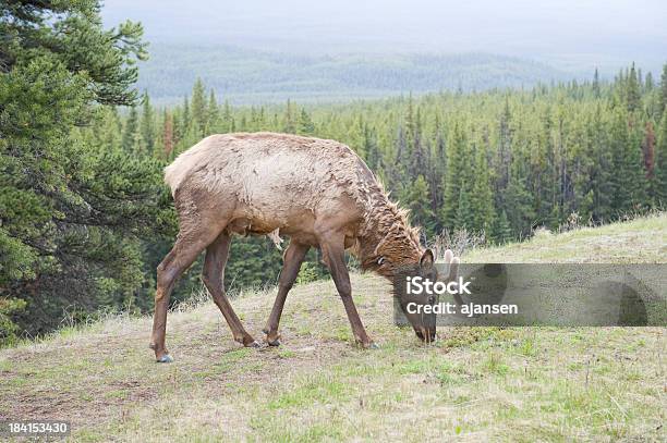 Elk Stoi W Słońcu Park Narodowy Banff - zdjęcia stockowe i więcej obrazów Alberta - Alberta, Banff, Bez ludzi