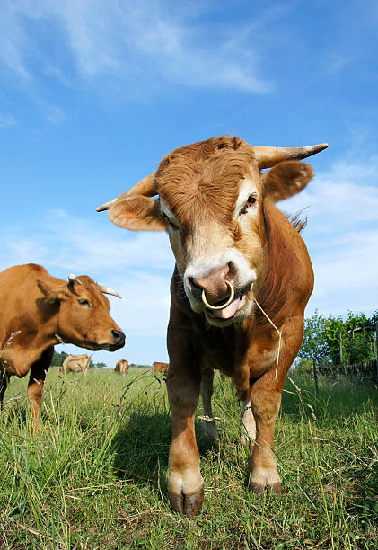 Cow playfully cuddling with another cow in a field under a blue sky, duo heads close together
