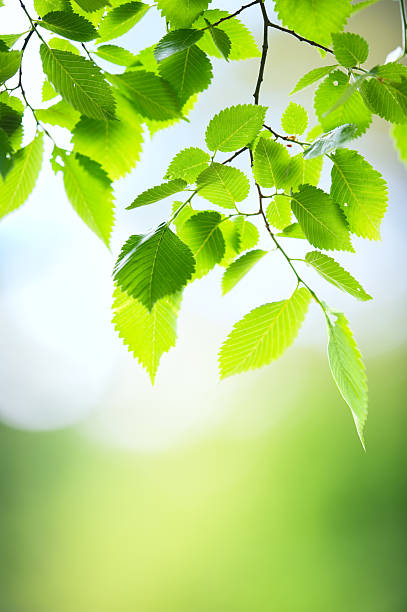 istock Fresh and green leaves 184153653