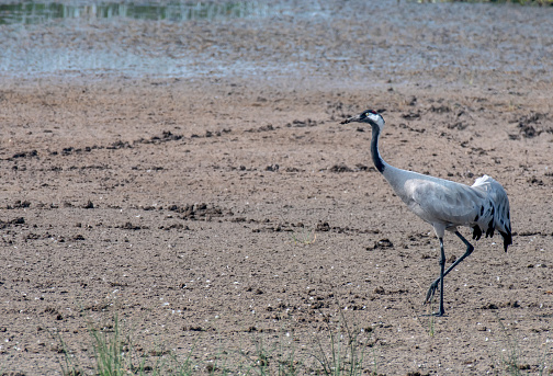 Common Crane on the bank of Nalsarovar Lake