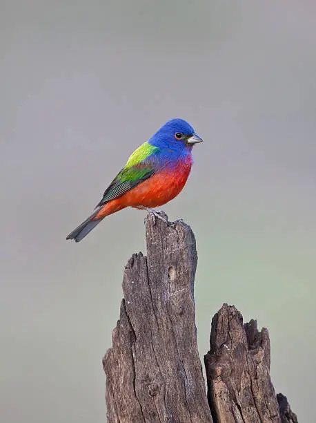 painted bunting perched