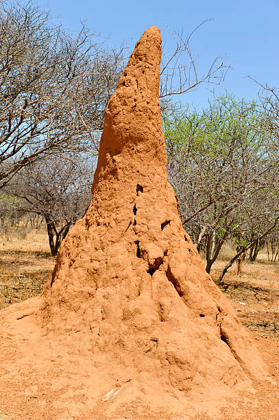 istock Huge termite  mound of red earth in Namibia 184153726