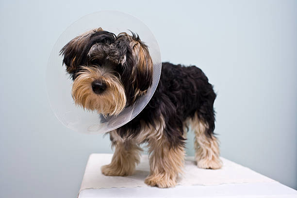 Neutered Puppy eight month old puppy with a cone on his neck protecting him from licking the area where he was neutered cone shape stock pictures, royalty-free photos & images