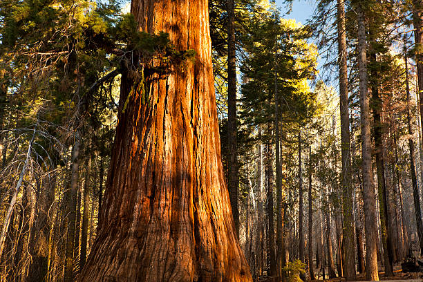 マリポサグローブの木 - forest tree woods redwood national park ストックフォトと画像