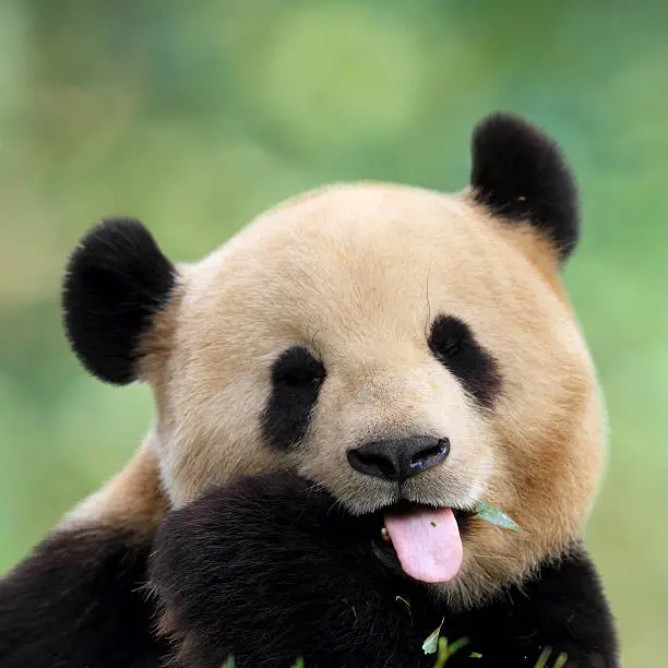 Photo of Close-up of cute panda pulling a face