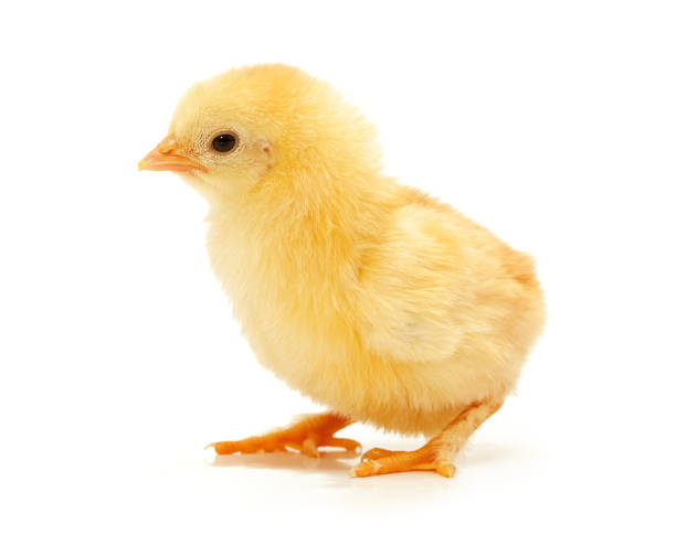 Small yellow chickens on a white background. stock photo