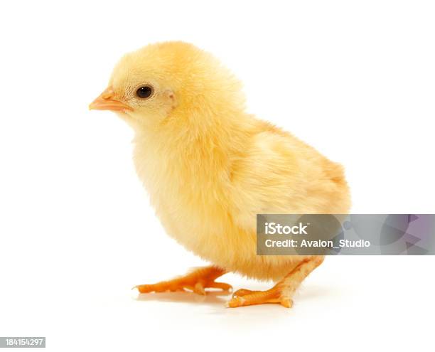 Small Yellow Chickens On A White Background Stock Photo - Download Image Now - Baby Chicken, Young Bird, White Background