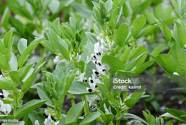 Haba Gruesa Foto de stock y más banco de imágenes de Haba gruesa - Haba gruesa, Aire libre, Cabeza de flor