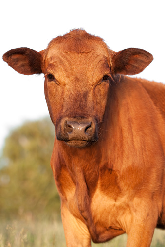 Red Angus heifer looking at camera.