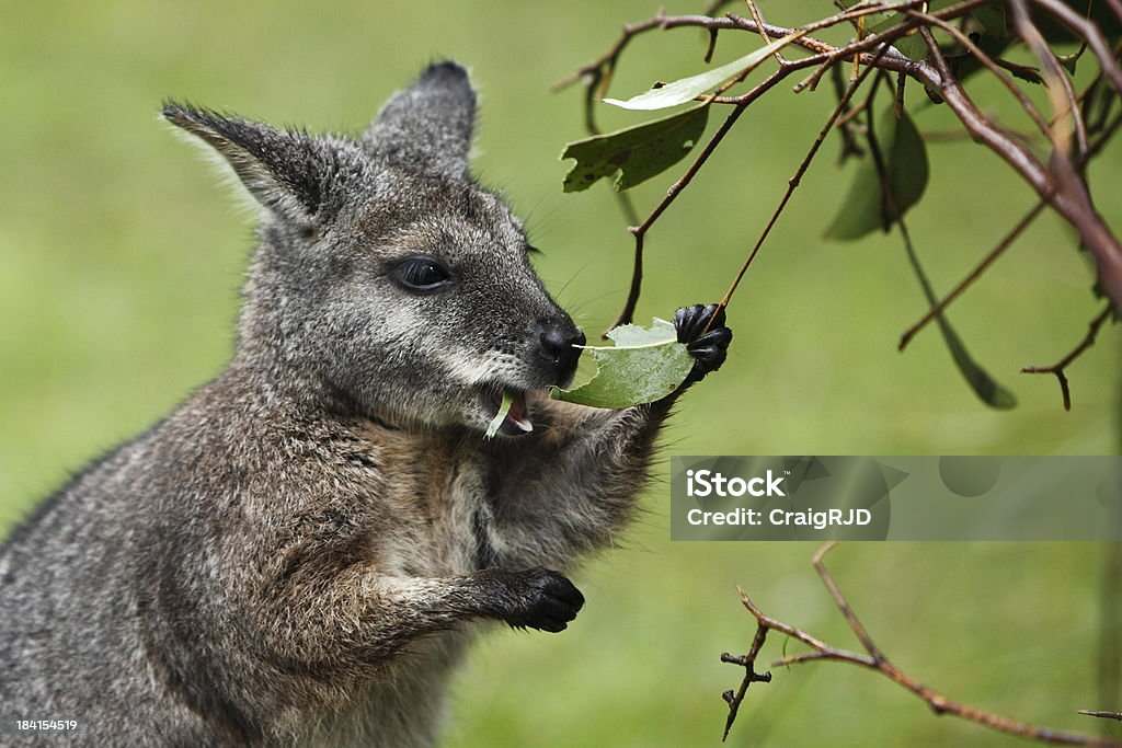 Wallaby Tammar - Foto stock royalty-free di Wallaby