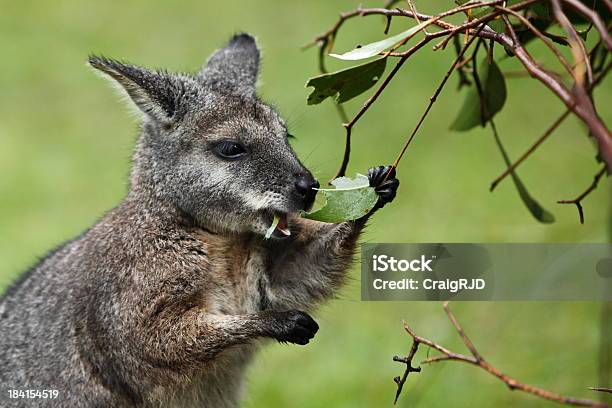 Wallaby Tammar - Fotografie stock e altre immagini di Wallaby - Wallaby, Ambientazione esterna, Animale