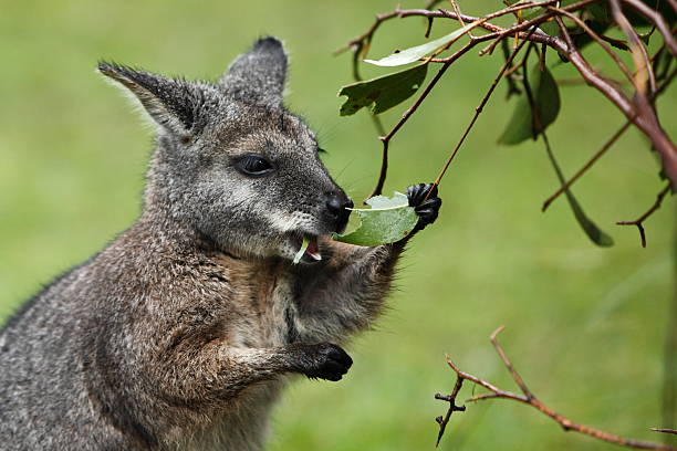 Tammar Wallaby Tammar wallaby wallaby stock pictures, royalty-free photos & images