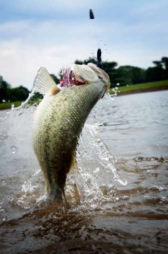 Largemouth Bass Jumping out of the Water.