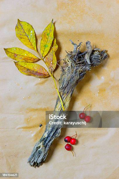 Hoja Branch Y Frutas Foto de stock y más banco de imágenes de Abstracto - Abstracto, Alimento, Amarillo - Color