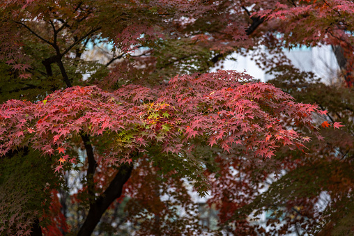 Red leaves foliage in Japan during the Momiji autumn season when trees light up in bright oranges and reds