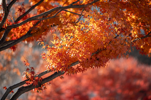 Red leaves foliage in Japan during the Momiji autumn season when trees light up in bright oranges and reds