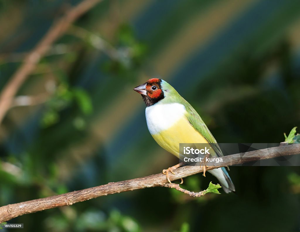 finches sitting on a branch in the forest Animal Stock Photo