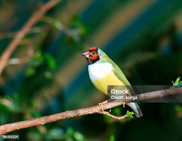 Finches Sitting On A Branch In The Forest Stock Photo - Download Image Now - Animal, Animal Wildlife, Animals In The Wild