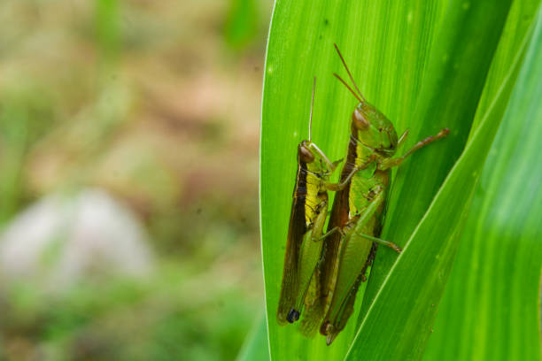 Two locusts that are on a leaf stalk