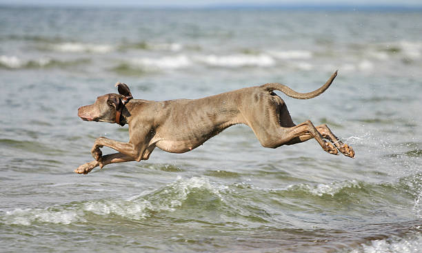 Pies bawiąc się w wodzie – zdjęcie
