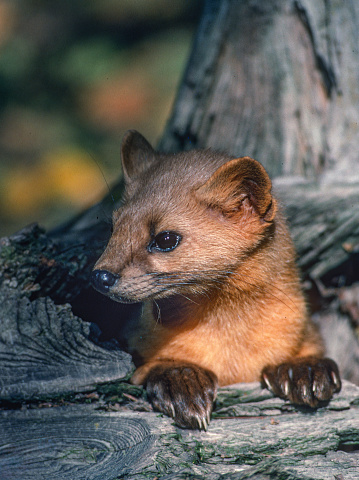 The American marten (Martes americana), also known as the American pine marten, is a species of North American mammal, a member of the family Mustelidae. The species is sometimes referred to as simply the pine marten