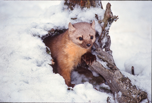 The American marten (Martes americana), also known as the American pine marten, is a species of North American mammal, a member of the family Mustelidae. The species is sometimes referred to as simply the pine marten.