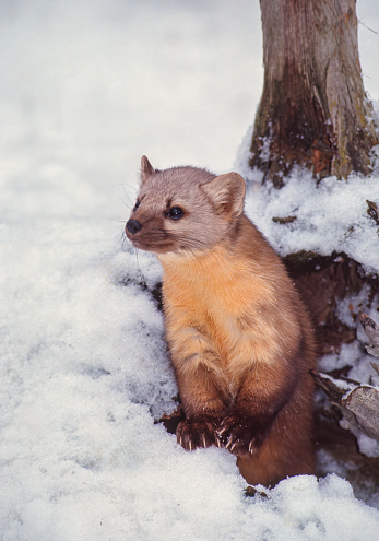 The American marten (Martes americana), also known as the American pine marten, is a species of North American mammal, a member of the family Mustelidae. The species is sometimes referred to as simply the pine marten.