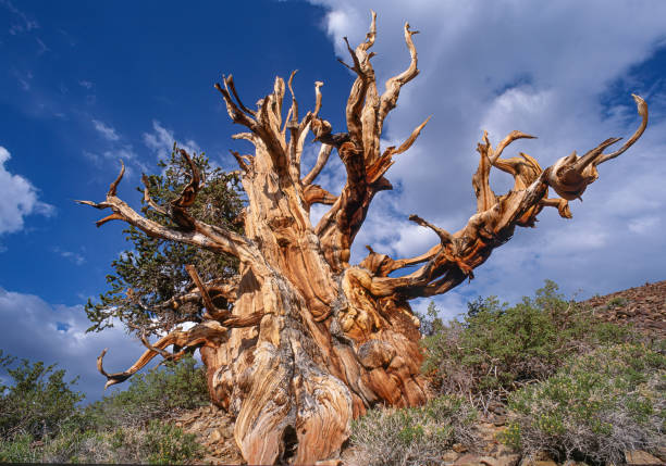 istock Pinus longaeva, Great Basin bristlecone pine, intermountain bristlecone pine, or western bristlecone pine, is a long-living species of bristlecone pine treeWhite Mountains of California. Inyo County. Ancient Bristlecone Pine Forest. 1841591619