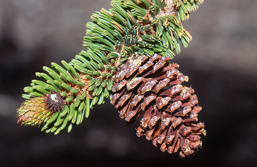Spruce branch with pinecones isolated on white background with clipping path